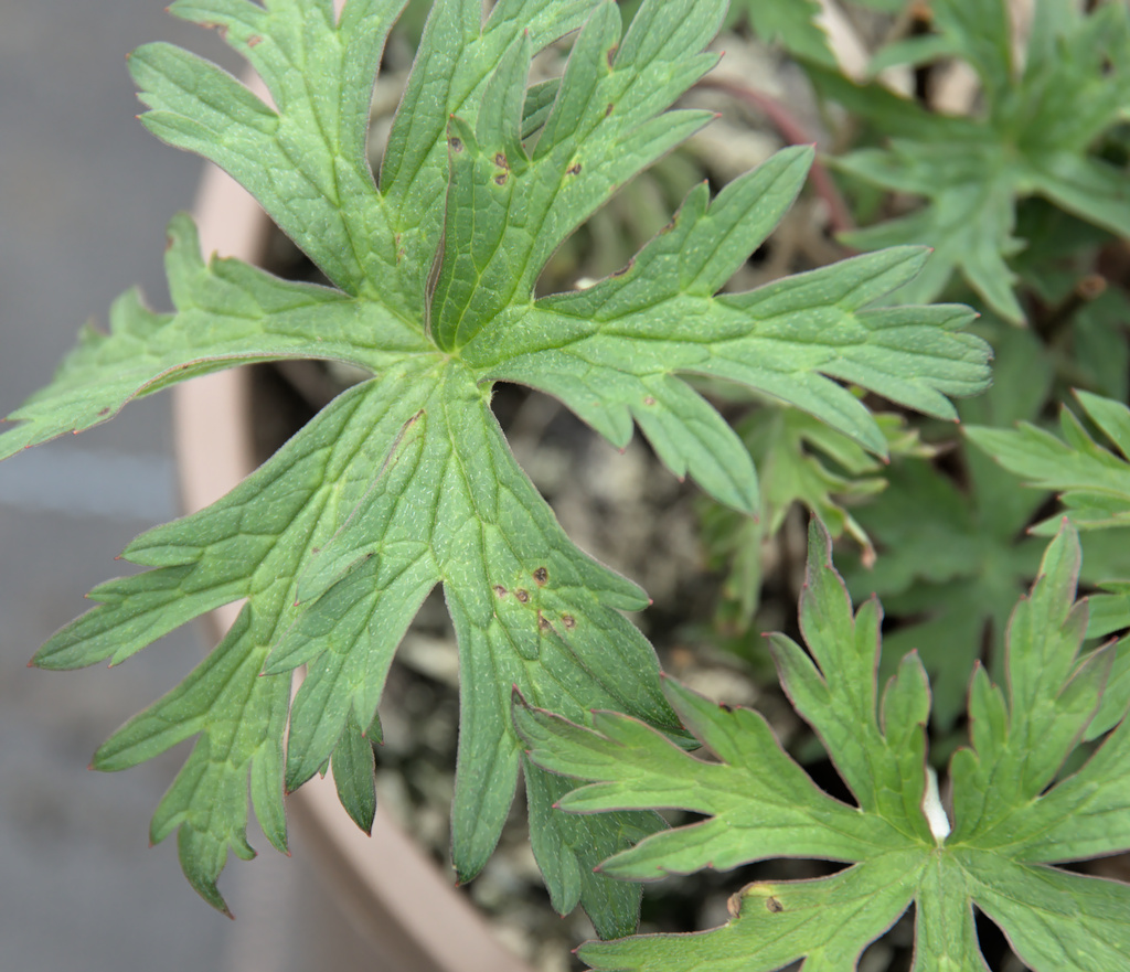 Inconspicuous early bacterial leaf spot symptoms on Geranium caused by Xanthomonas hortorum